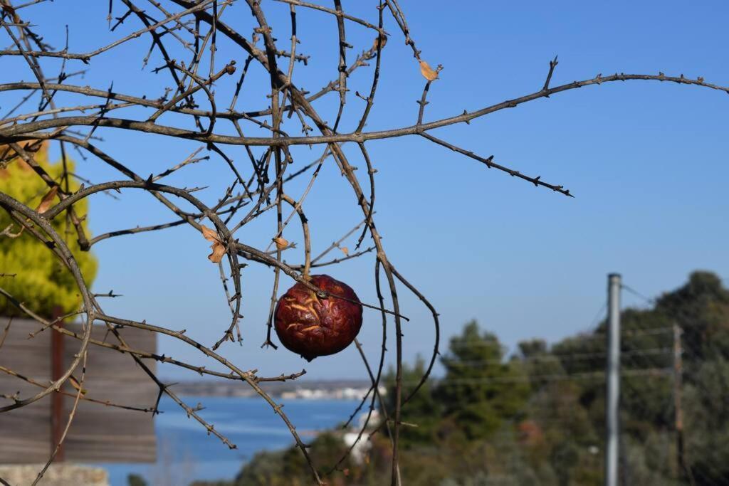 Апартаменты Ολόκληρος Όροφος Αγροτική Οικία Неос-Пиргос Экстерьер фото